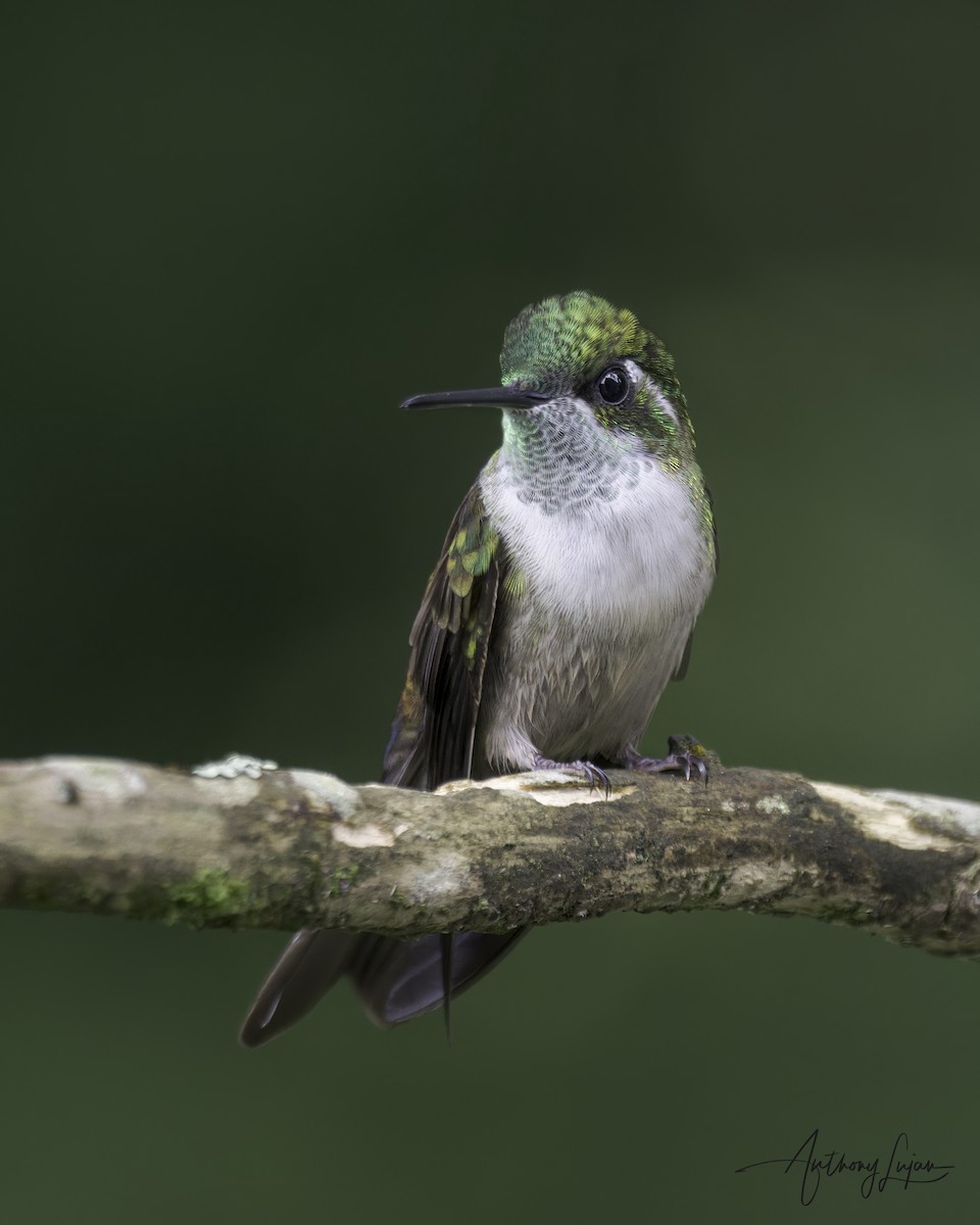 Green-throated Mountain-gem - ML641122479