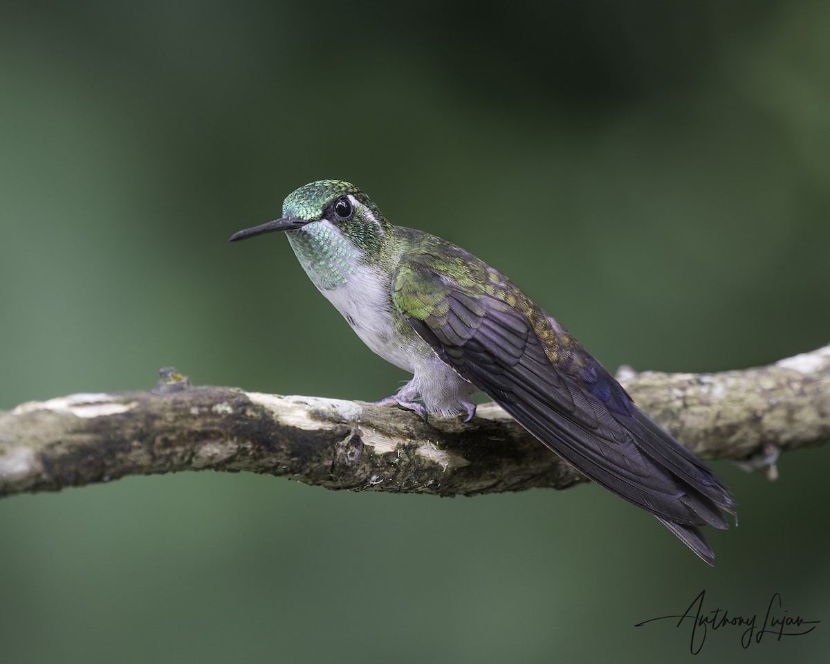 Green-throated Mountain-gem - ML641122480