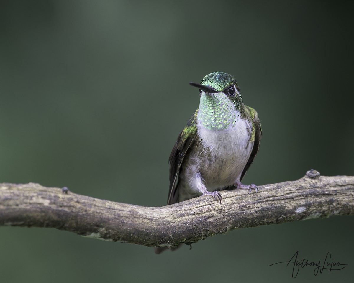 Green-throated Mountain-gem - ML641122481