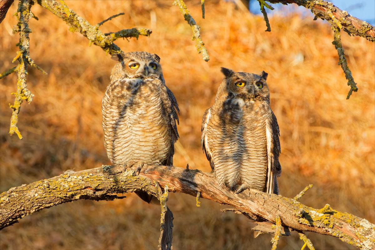Great Horned Owl - ML641122484