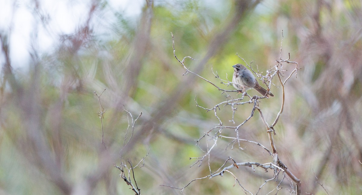 Five-striped Sparrow - ML641122509
