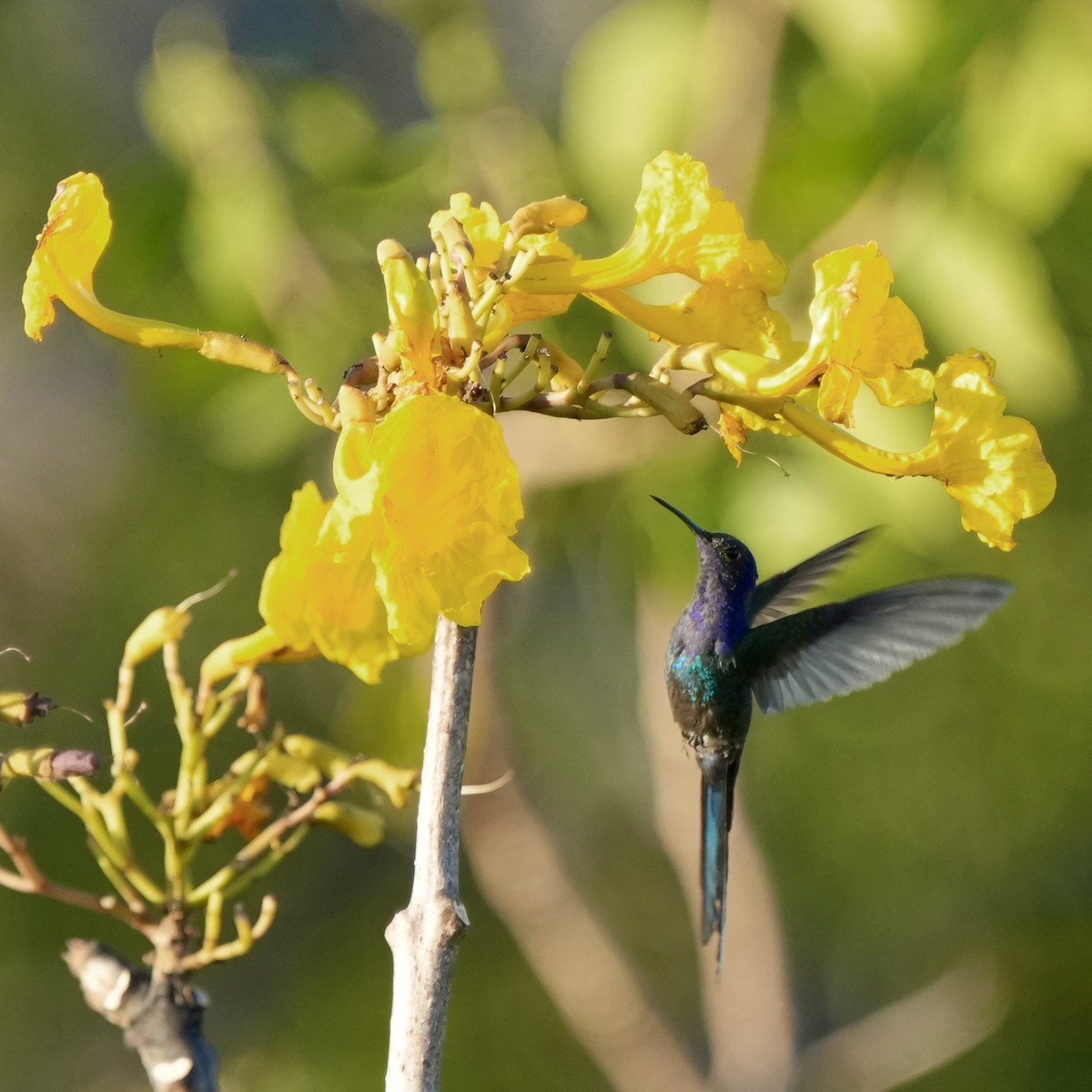 Swallow-tailed Hummingbird - ML641122514