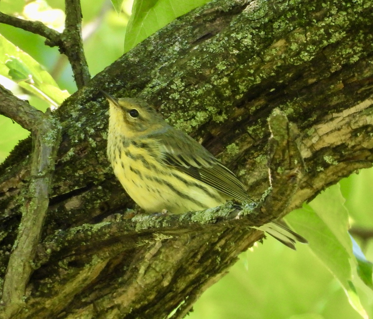Paruline tigrée - ML641122517