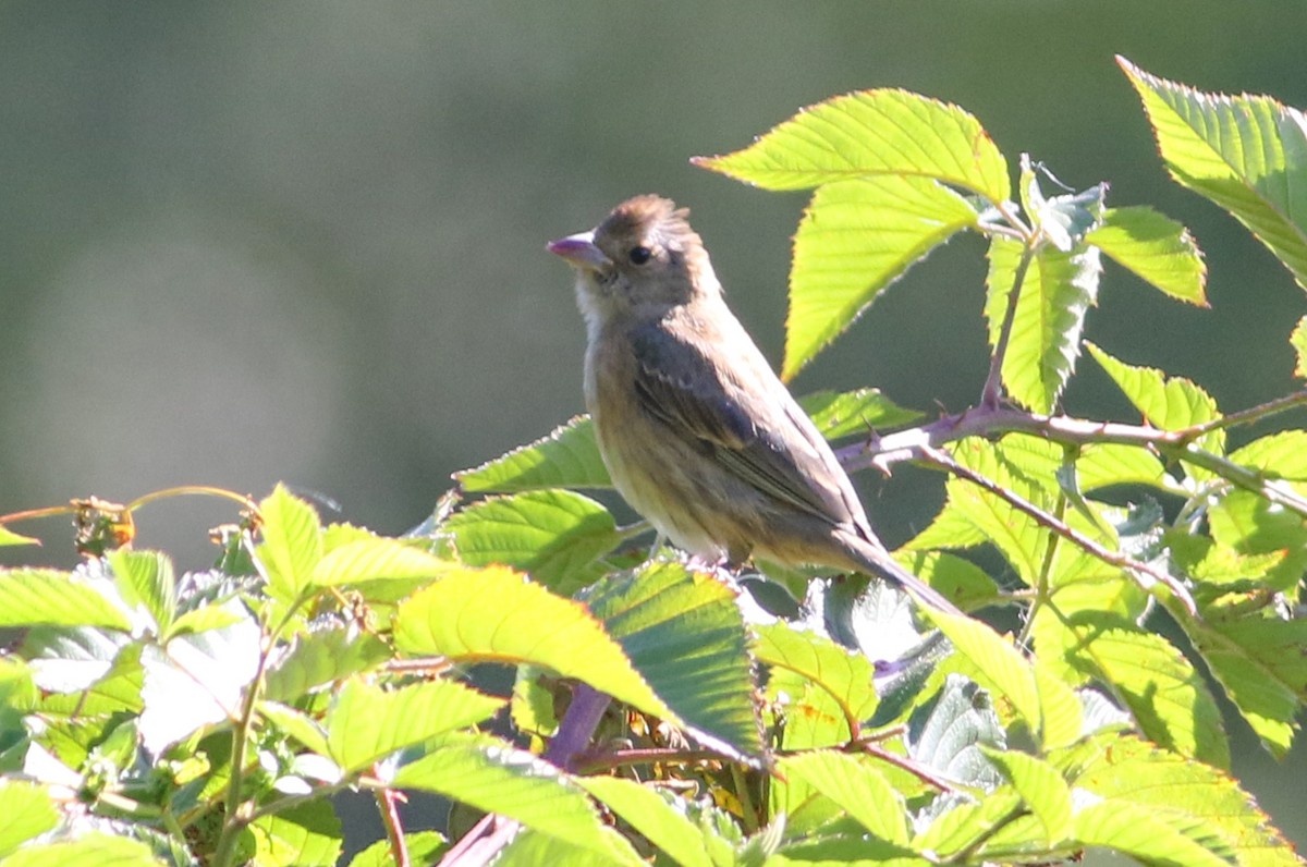 ルリノジコ - ML641122520