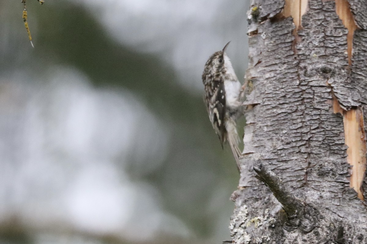 Brown Creeper - ML641122528
