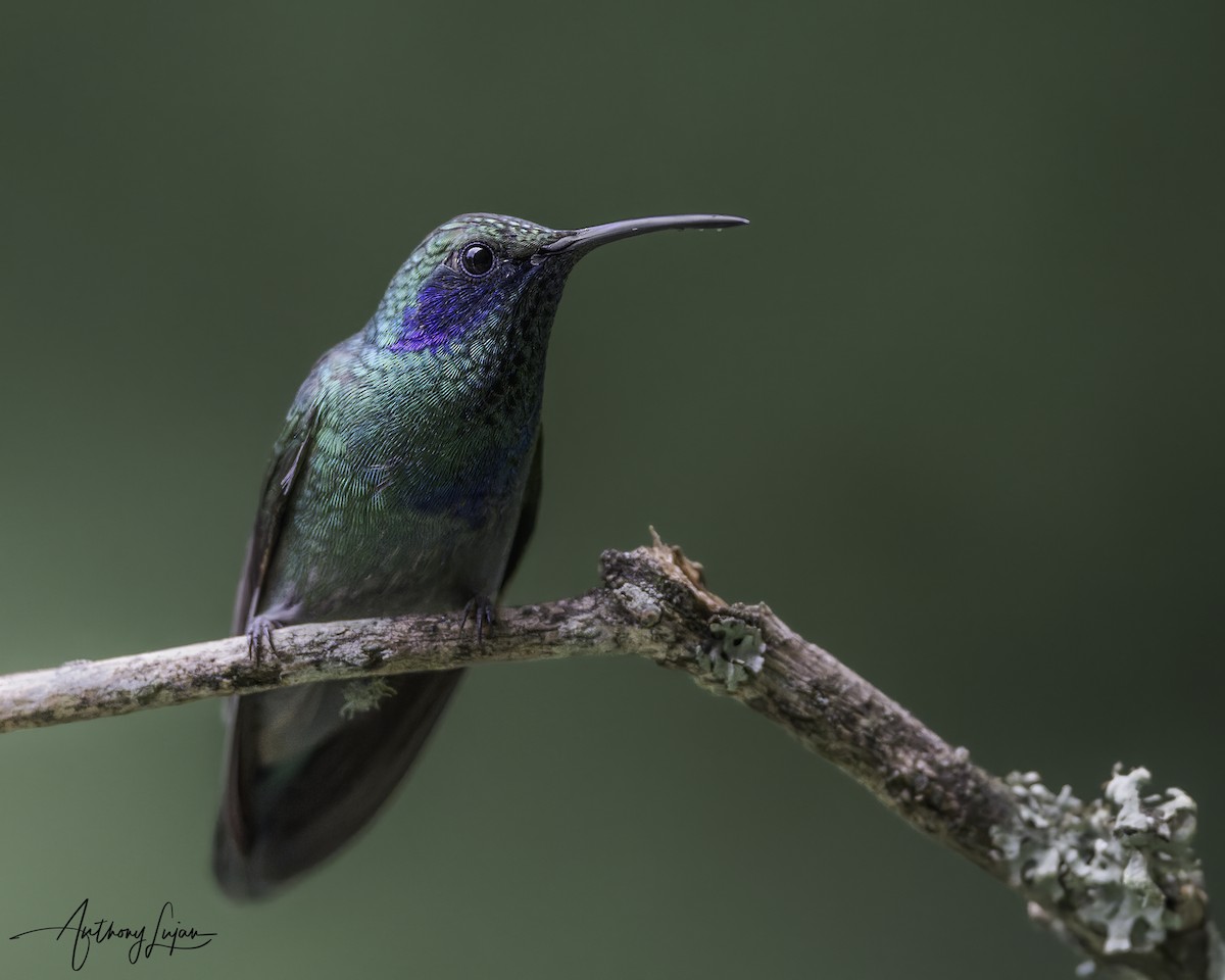 Colibri thalassin - ML641122531