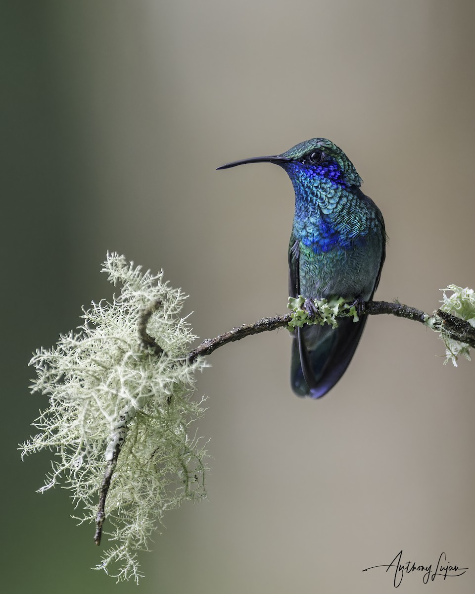 Colibri thalassin - ML641122533