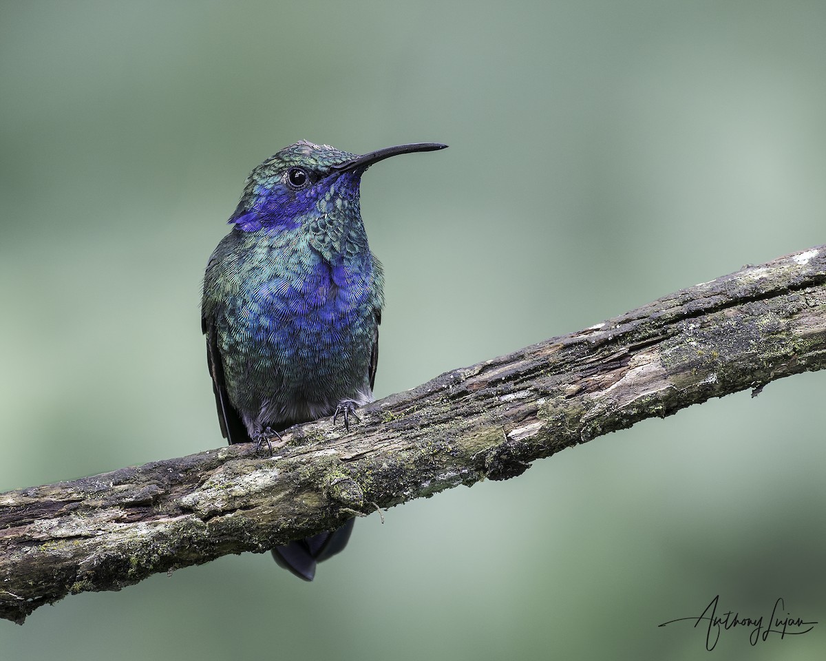 Colibri thalassin - ML641122534
