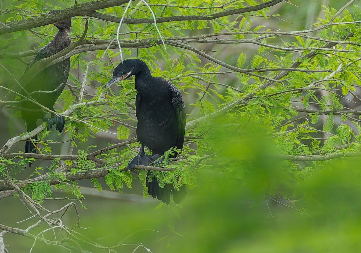 Neotropic Cormorant - ML641122536