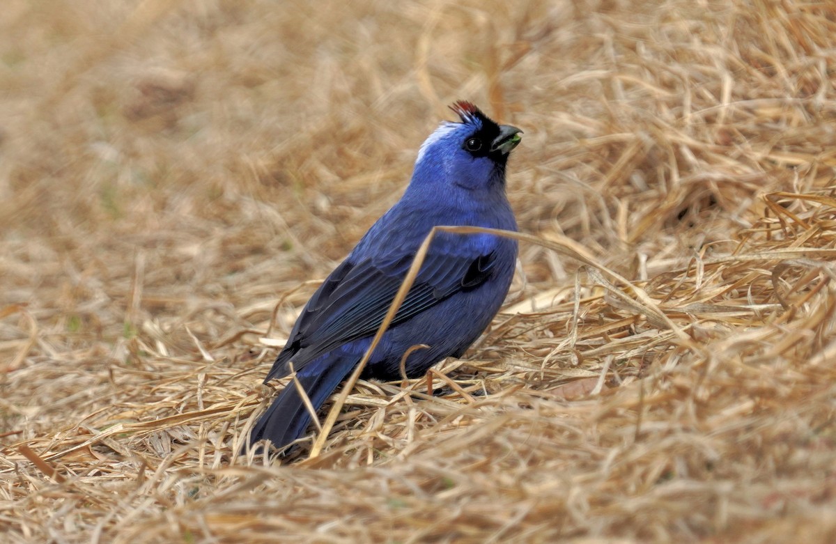 Diademed Tanager - ML641122539