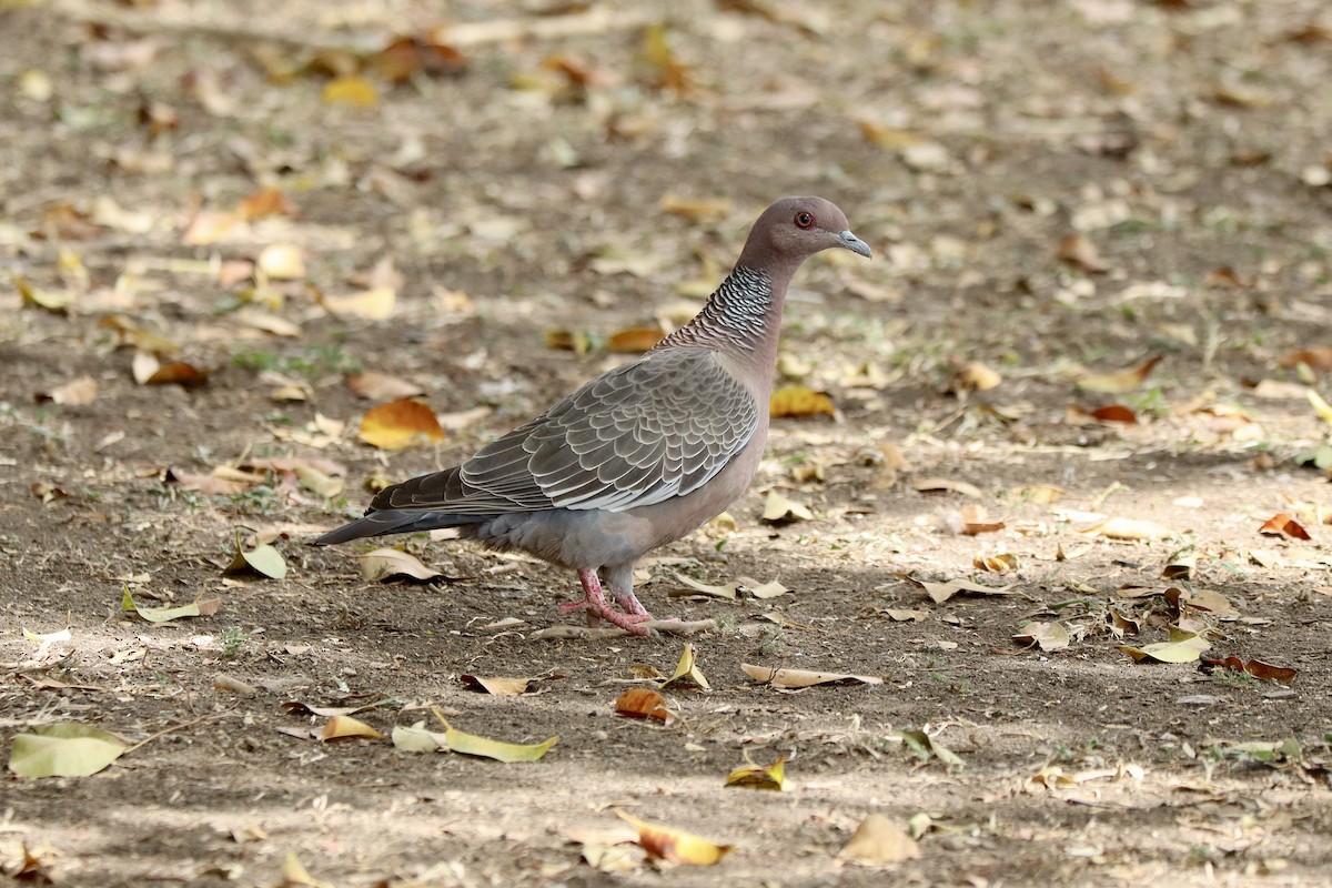 Picazuro Pigeon - ML641122540