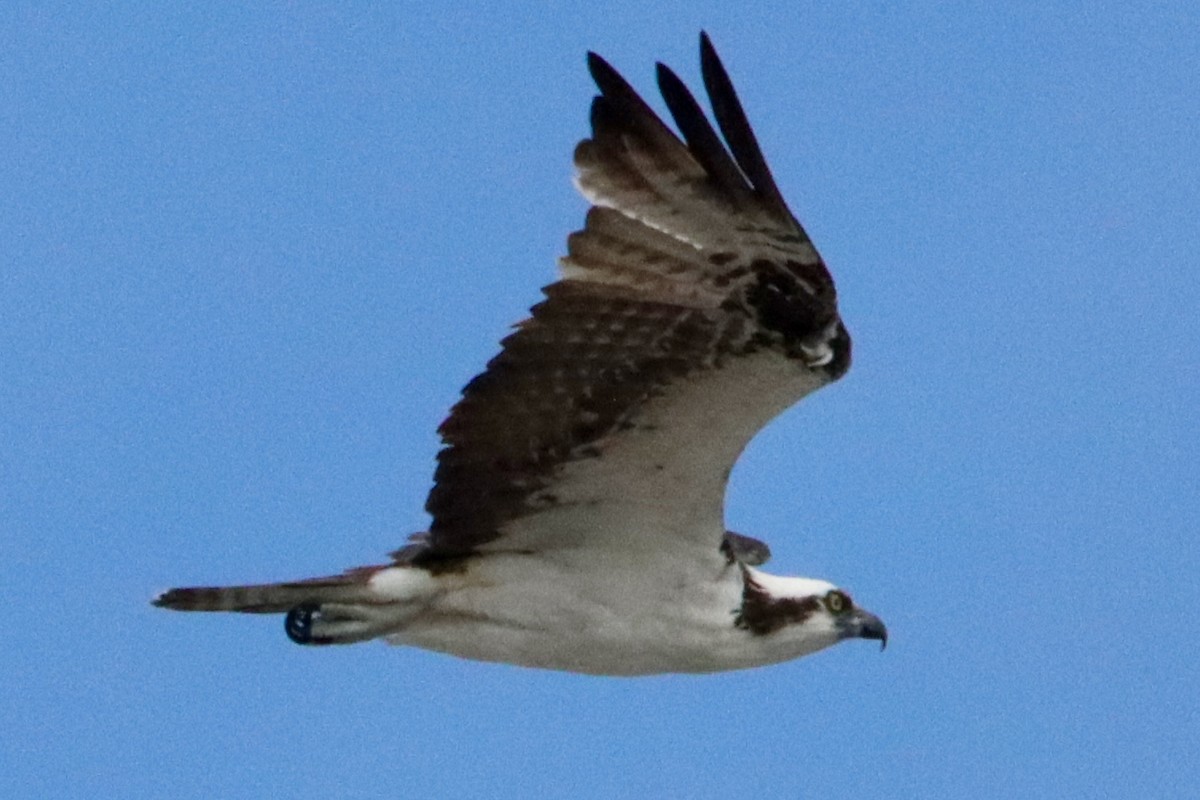 fiskeørn - ML641122559