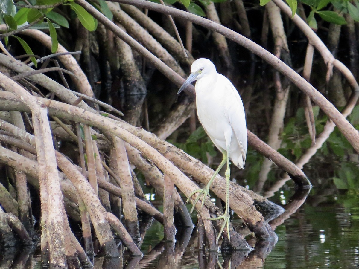Garceta Azul - ML641122567