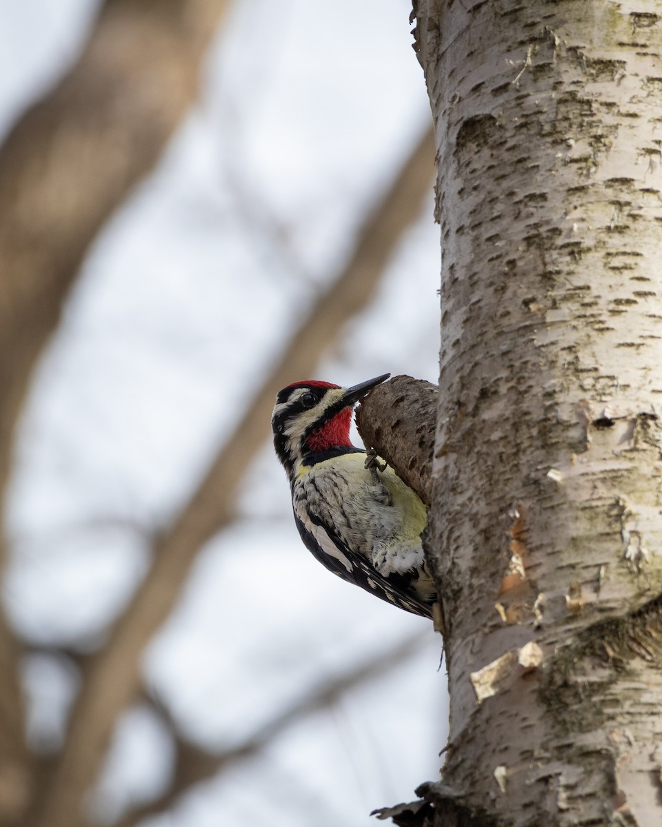 Yellow-bellied Sapsucker - ML641122578