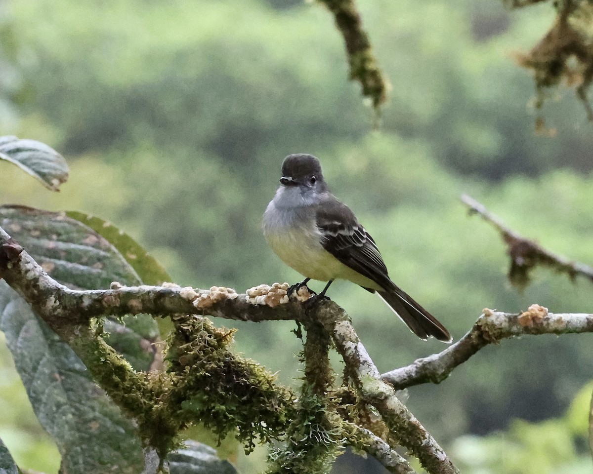 Pale-edged Flycatcher - ML641122582