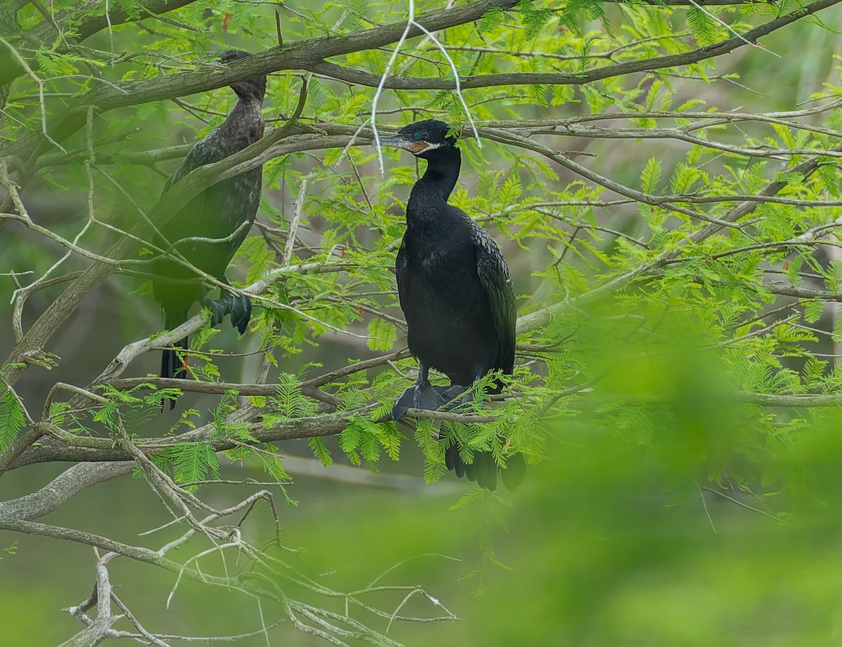 Neotropic Cormorant - ML641122604