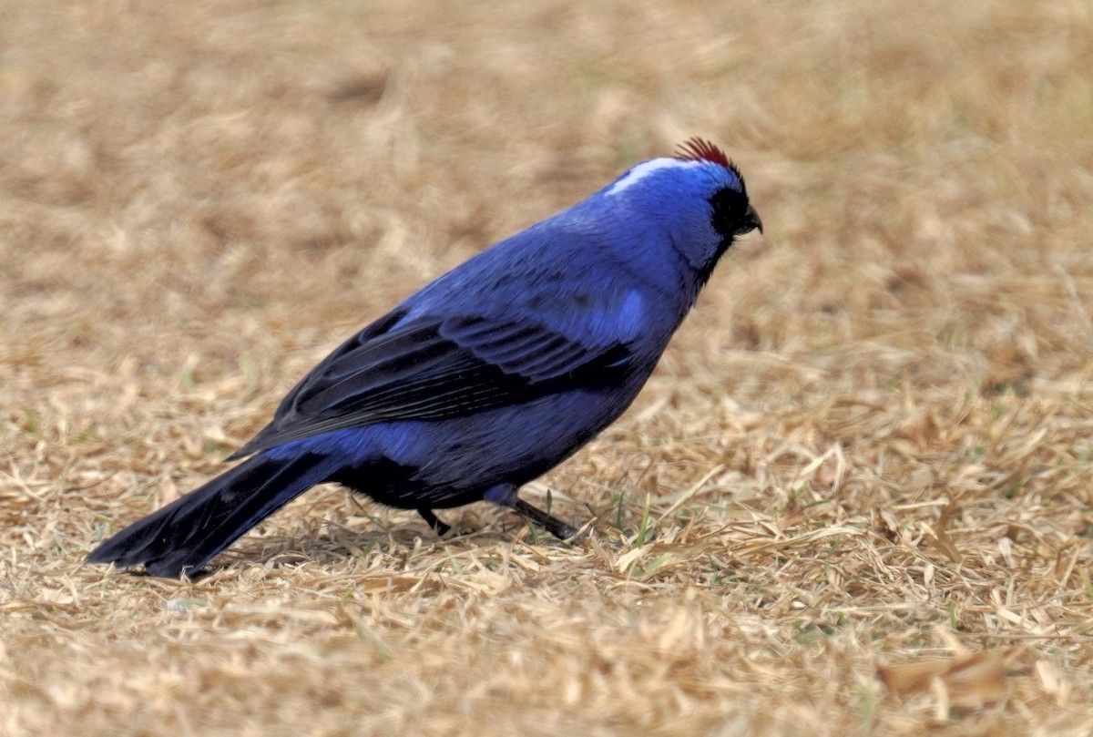 Diademed Tanager - ML641122613
