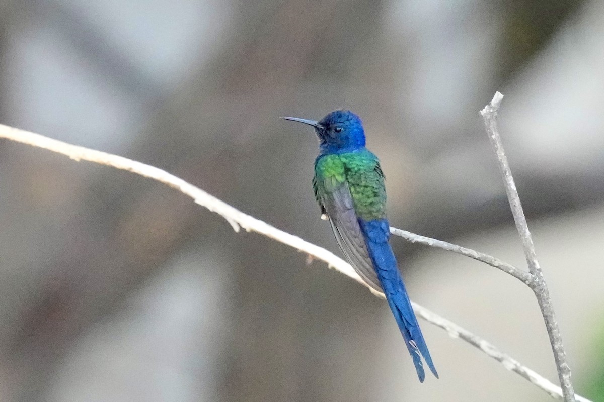 Swallow-tailed Hummingbird - ML641122626