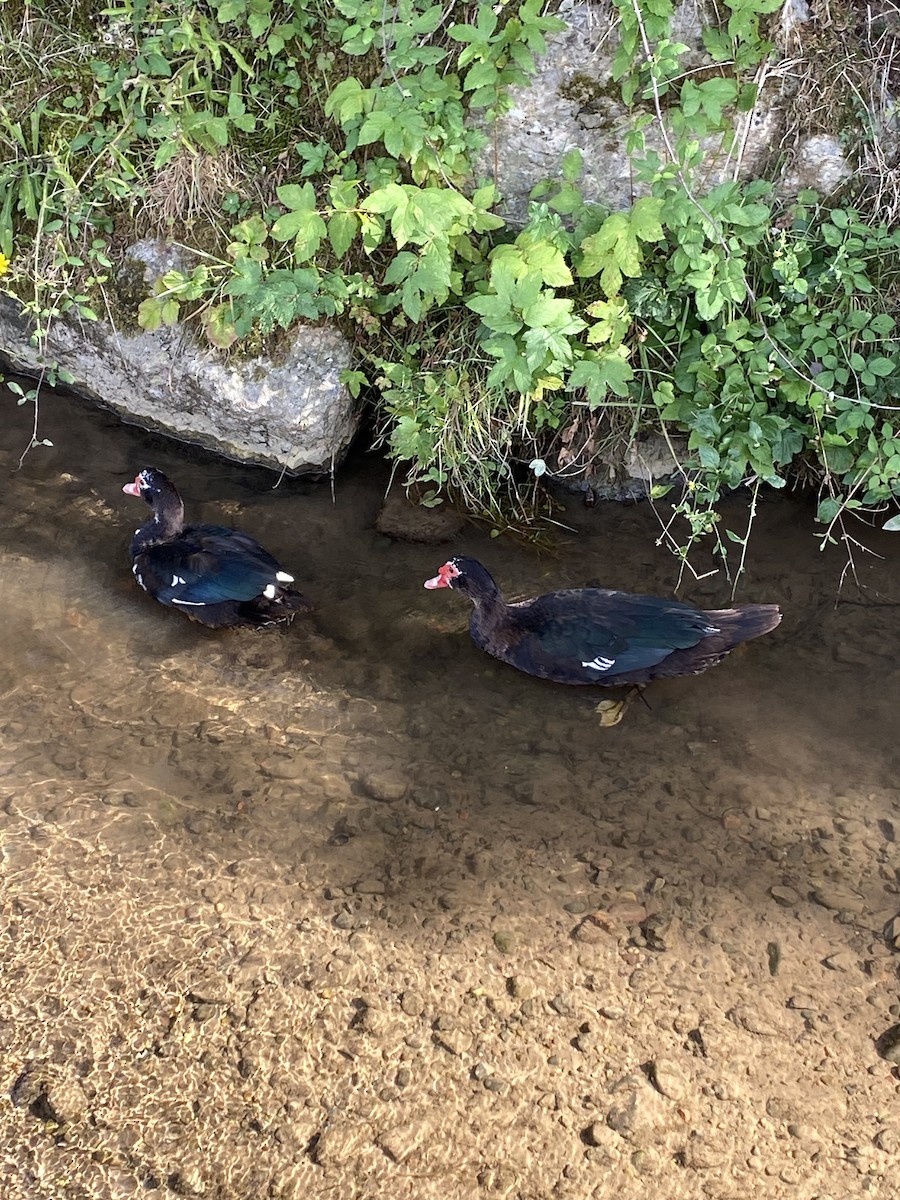 Muscovy Duck (Domestic type) - ML641122627