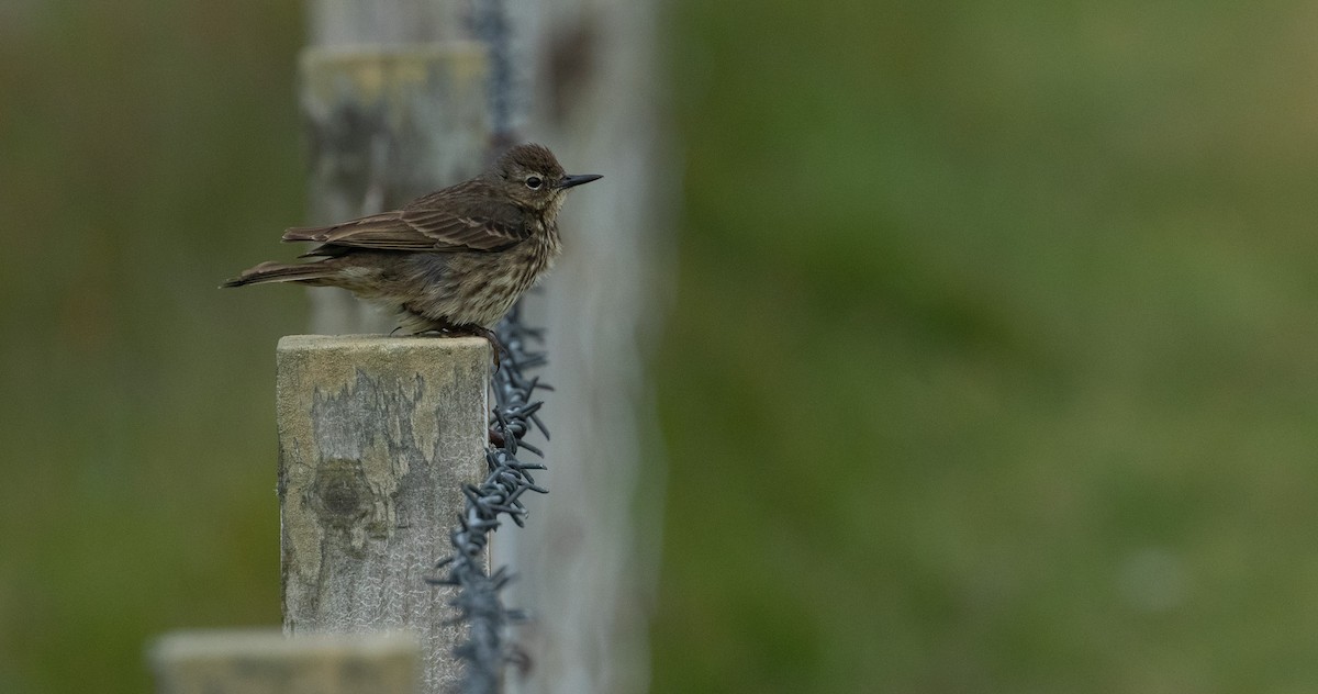 Rock Pipit - ML641122653