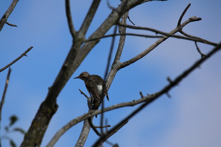 Northern Flicker - ML641122655