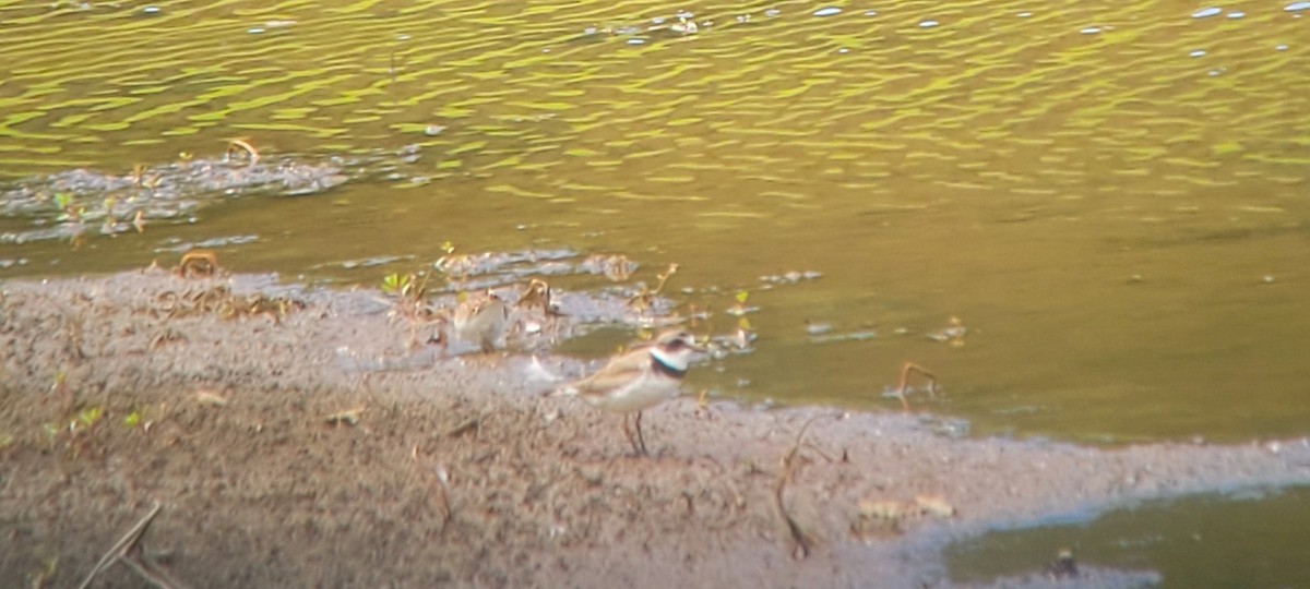 Semipalmated Plover - ML641122667