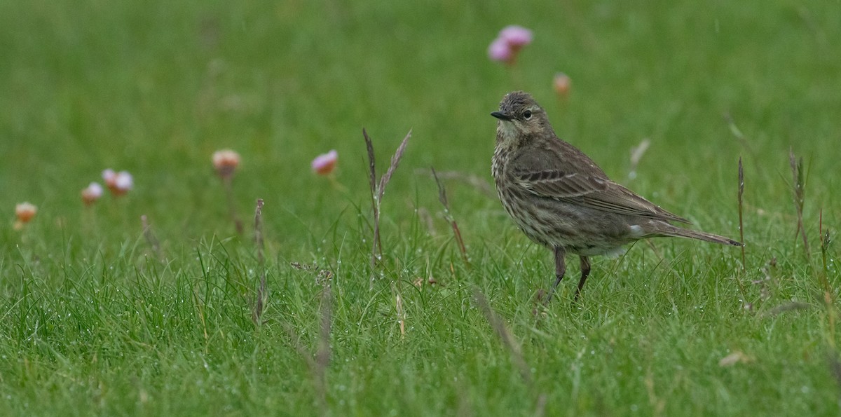 Rock Pipit - ML641122702