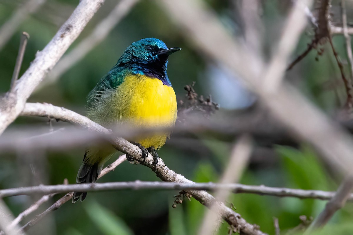 Collared Sunbird - ML641122706