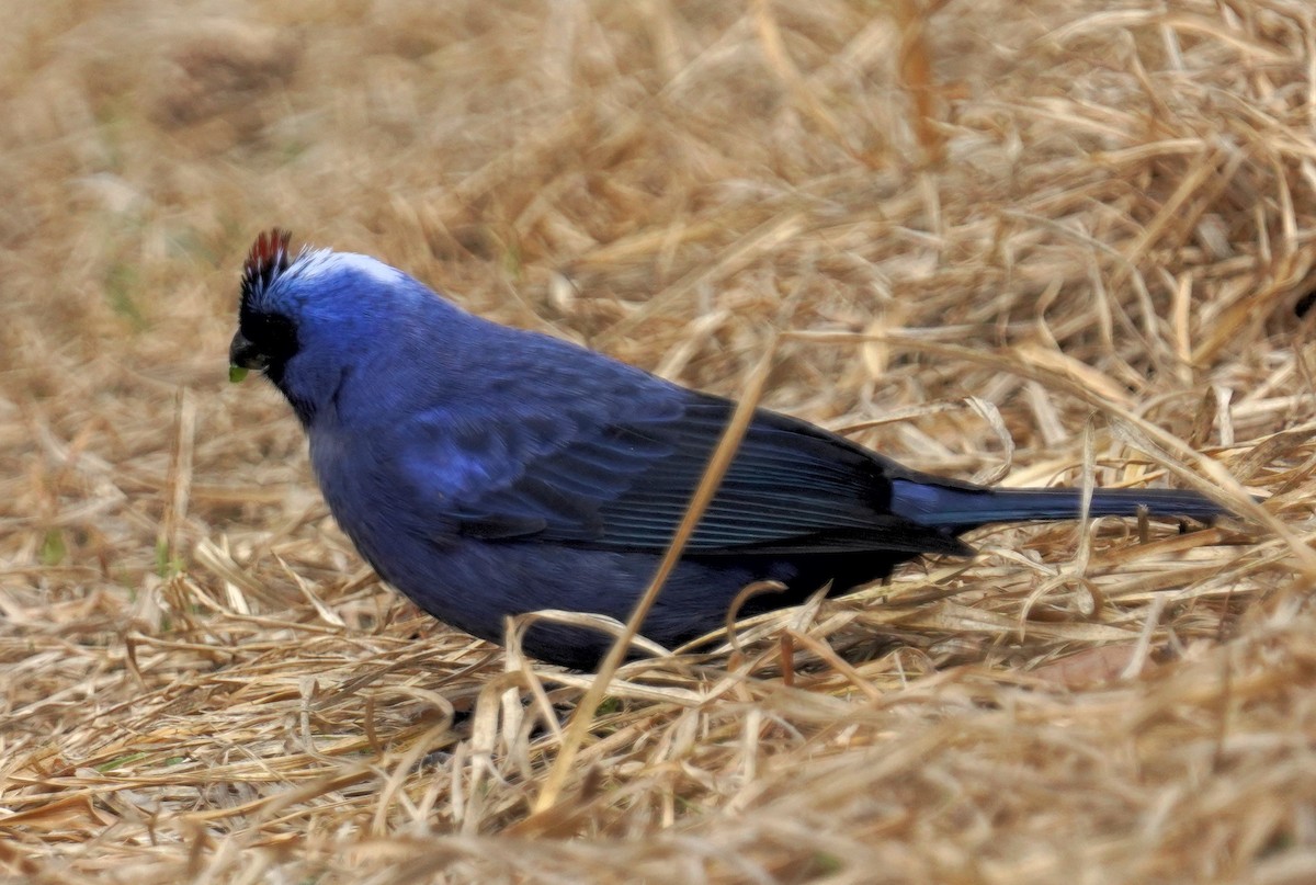 Diademed Tanager - ML641122709