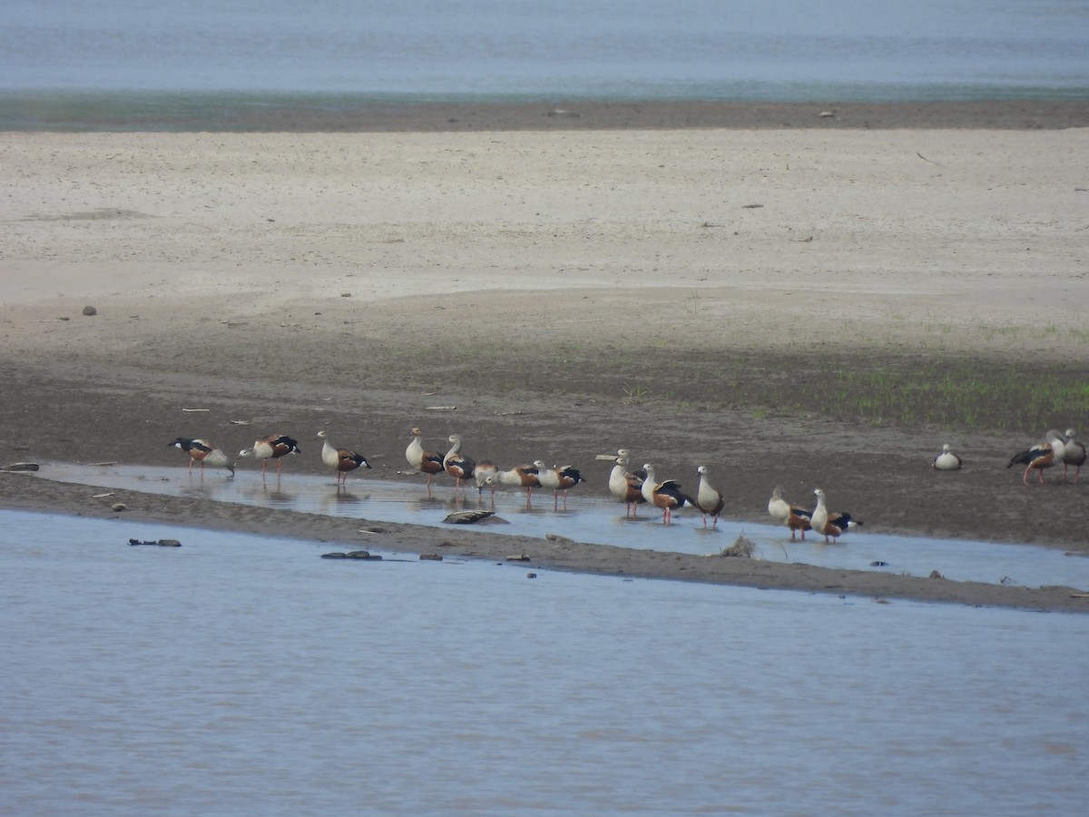 Orinoco Goose - ML641122710