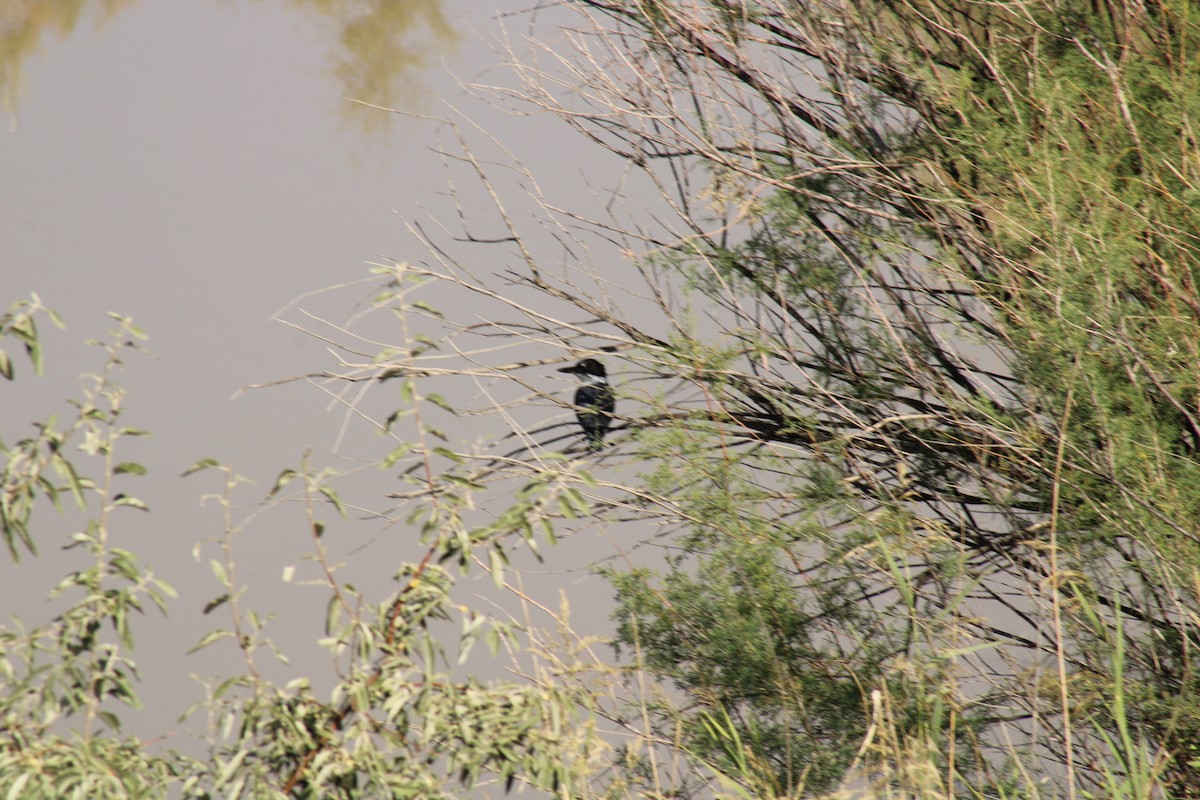 Belted Kingfisher - ML641122732