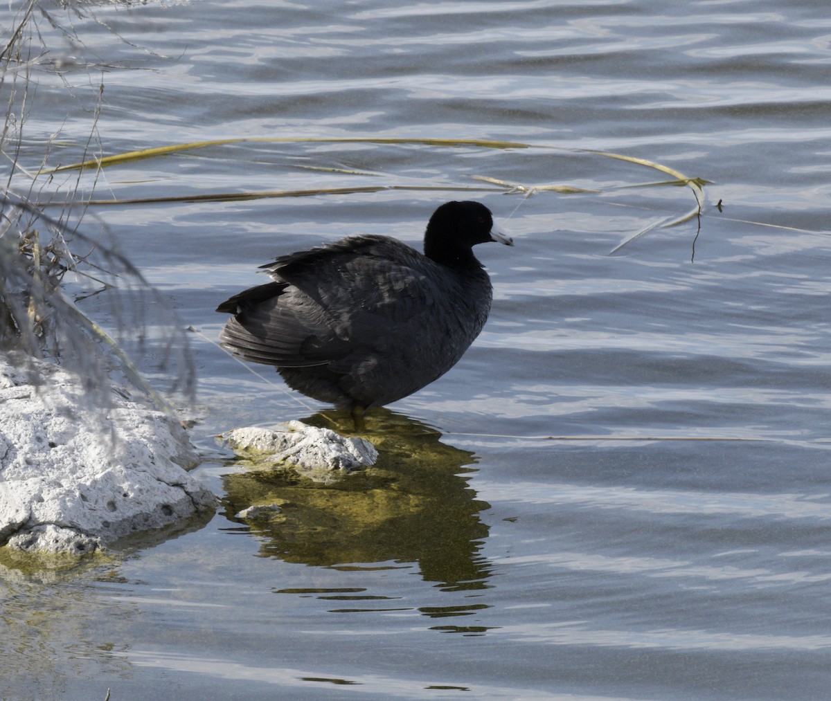 American Coot - ML641122734