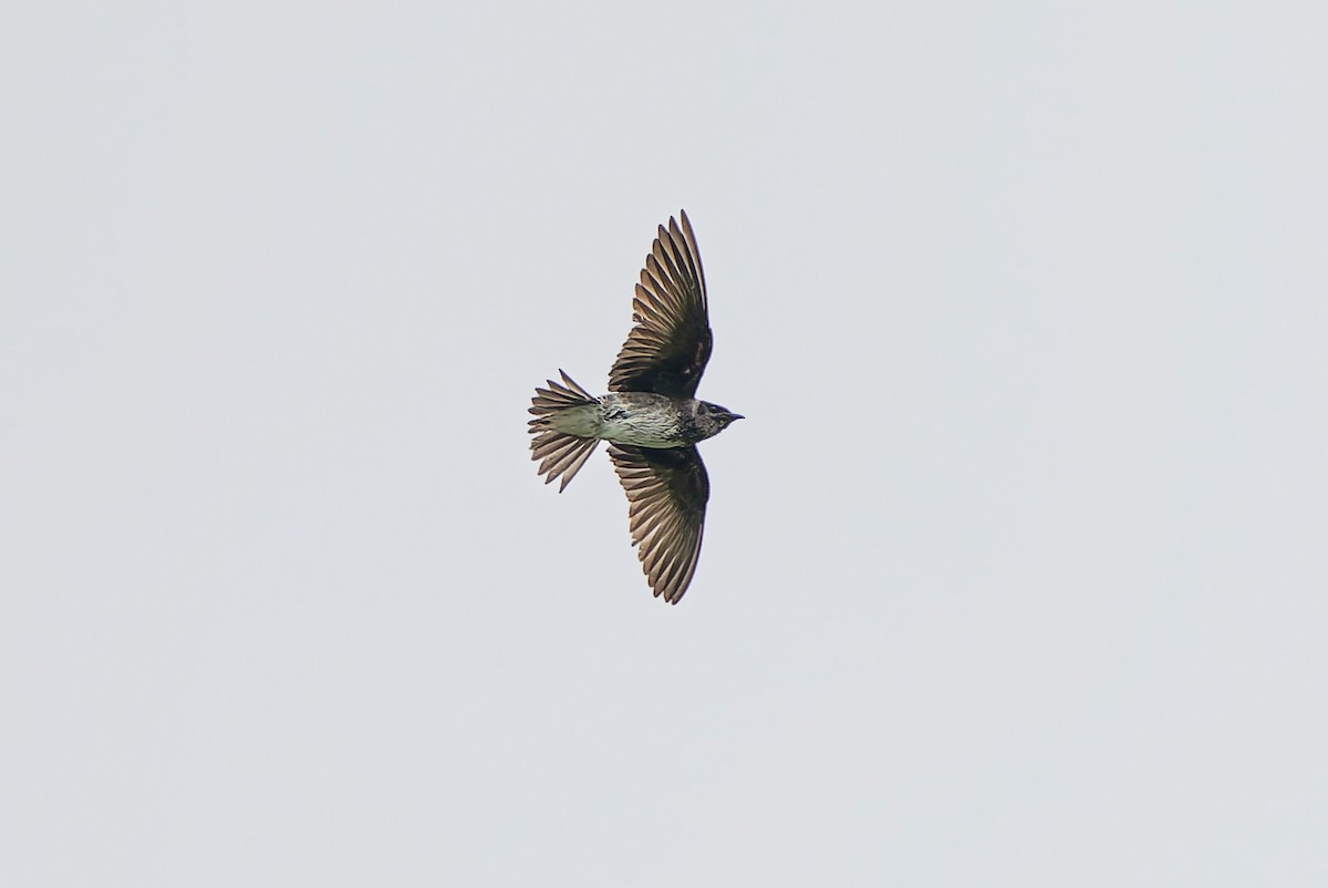 Purple Martin - ML641122748