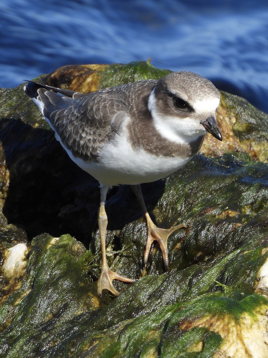 Semipalmated Plover - ML641122756