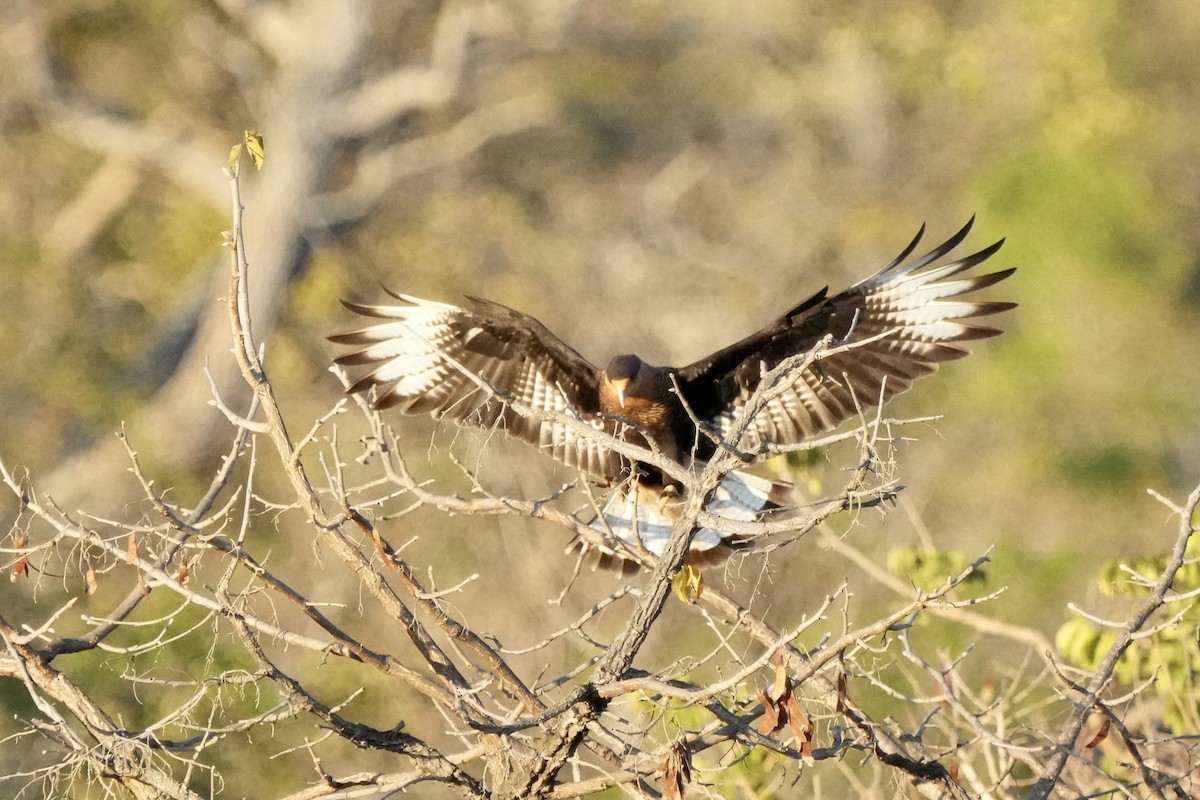Crested Caracara - ML641122768