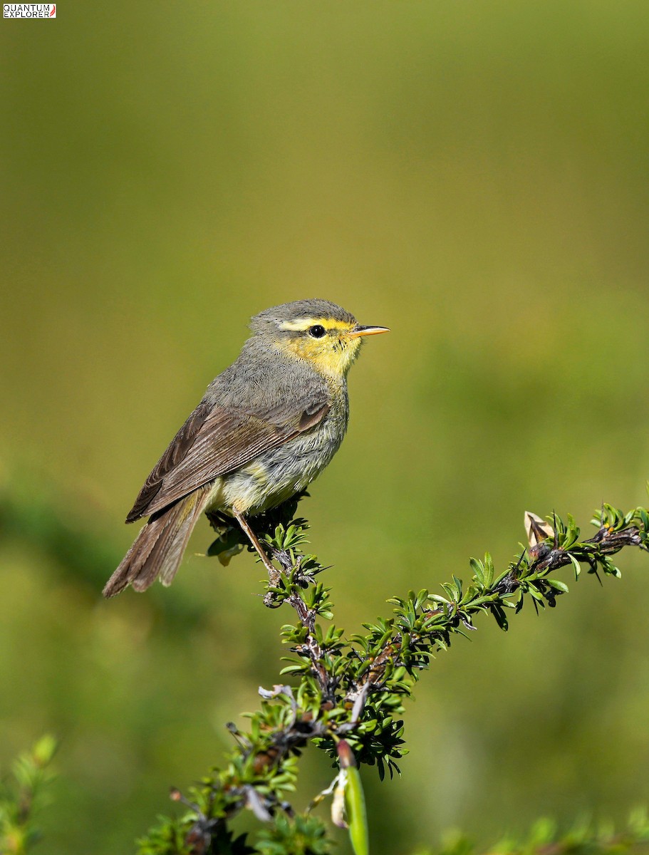 Tickell's Leaf Warbler - ML641122770