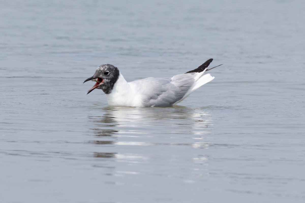 kanadahettemåke - ML641122775