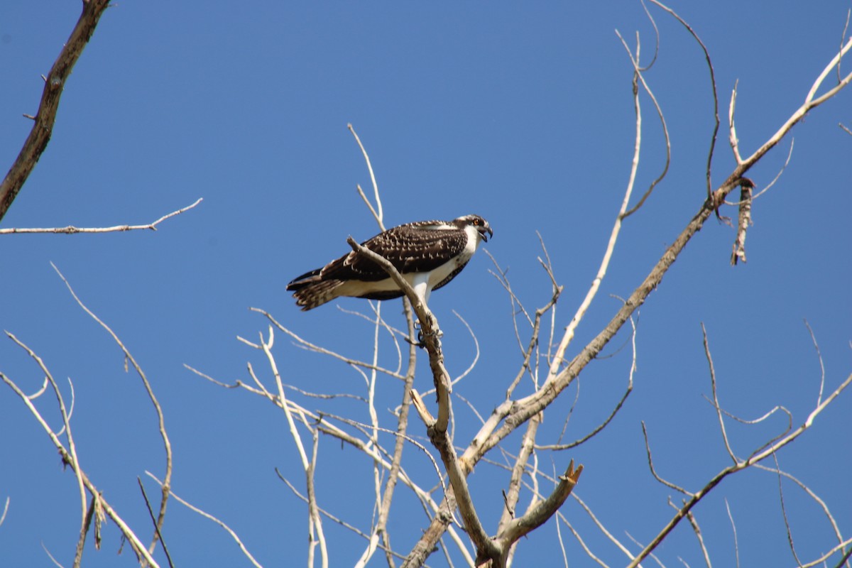 Osprey - ML641122777