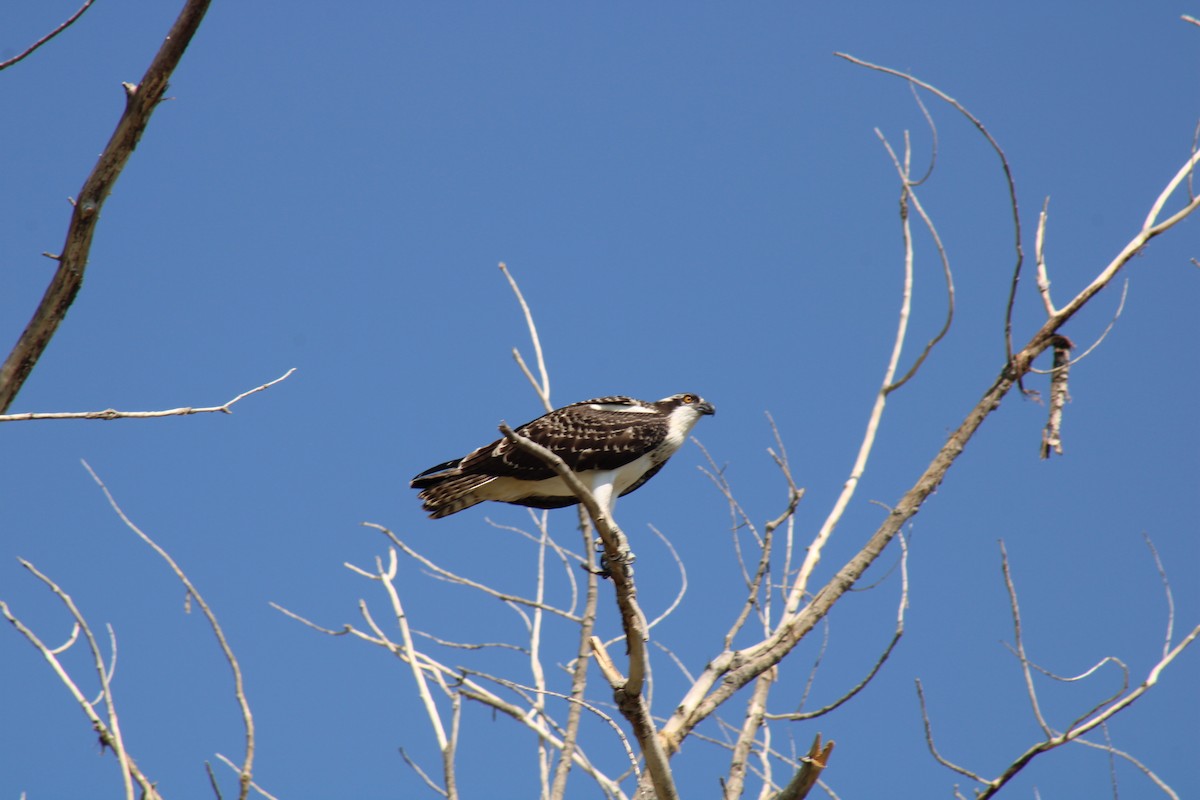 Osprey - ML641122778