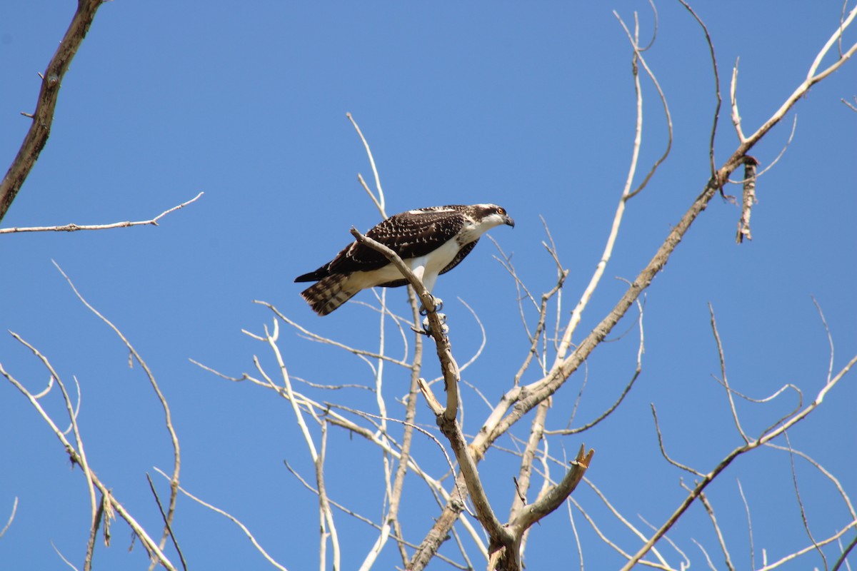 Osprey - ML641122779