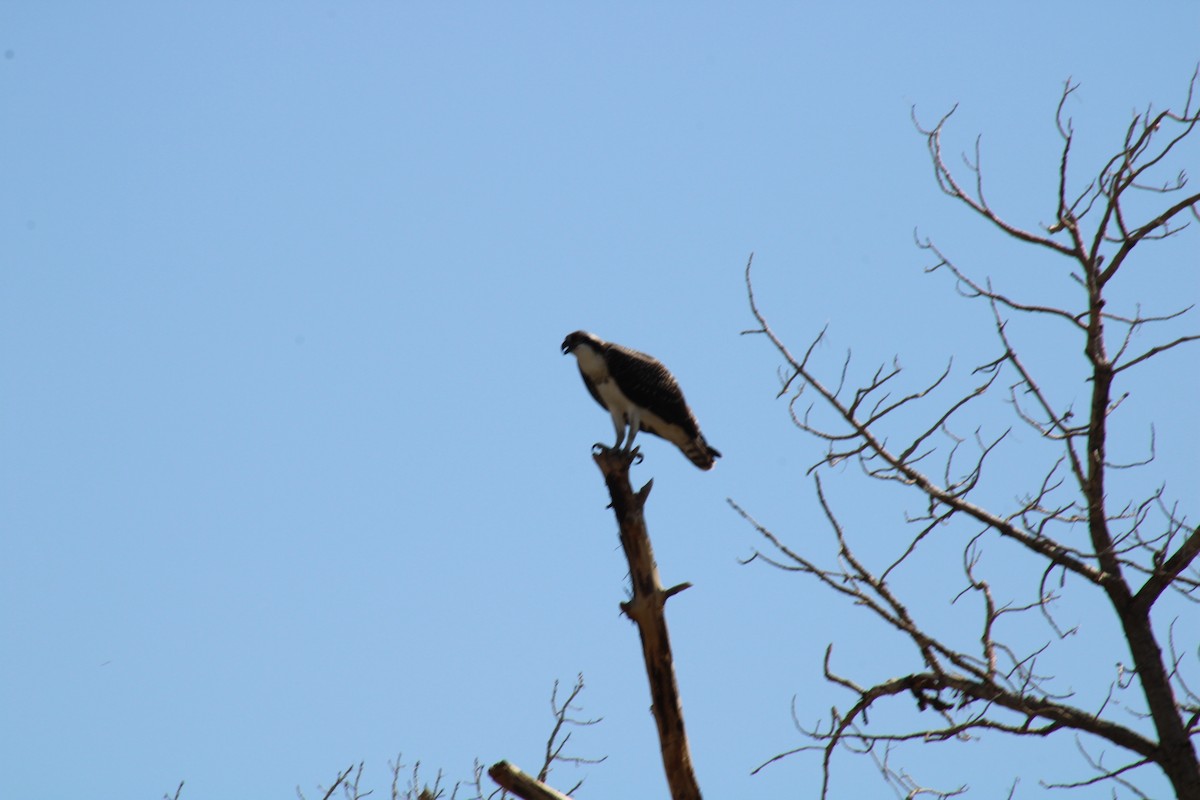Osprey - ML641122781