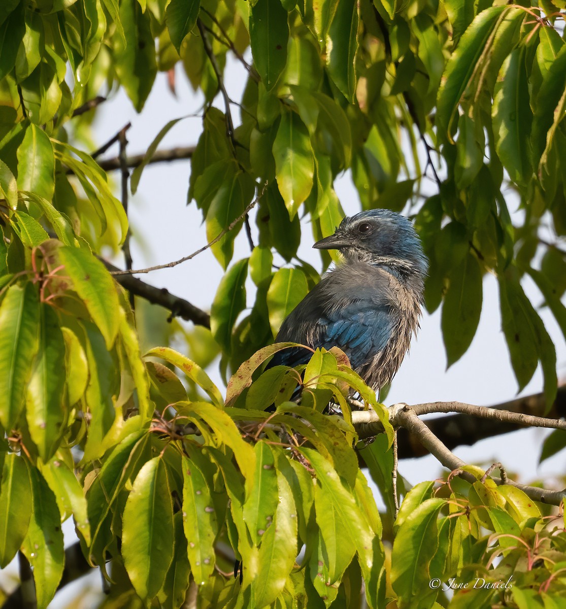 Florida Scrub-Jay - ML641122784