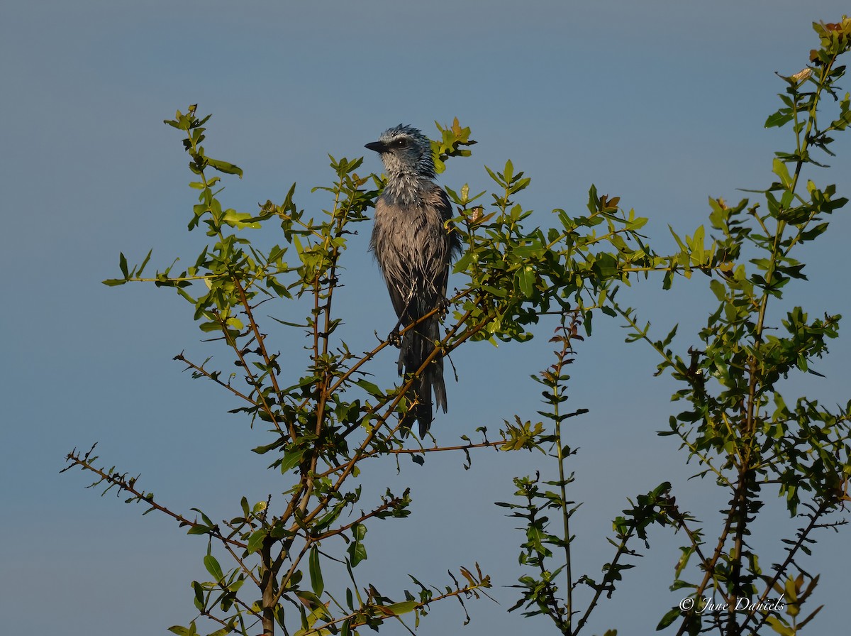 Florida Scrub-Jay - ML641122787