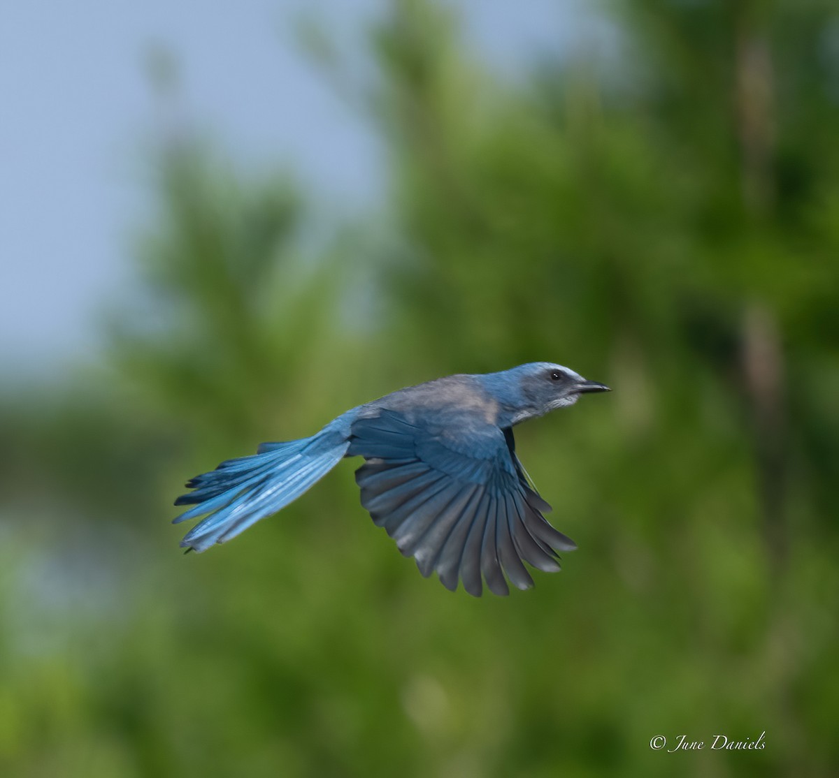 Florida Scrub-Jay - ML641122789