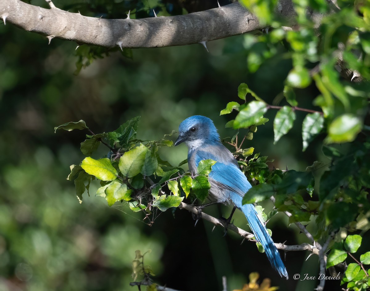 Florida Scrub-Jay - ML641122792