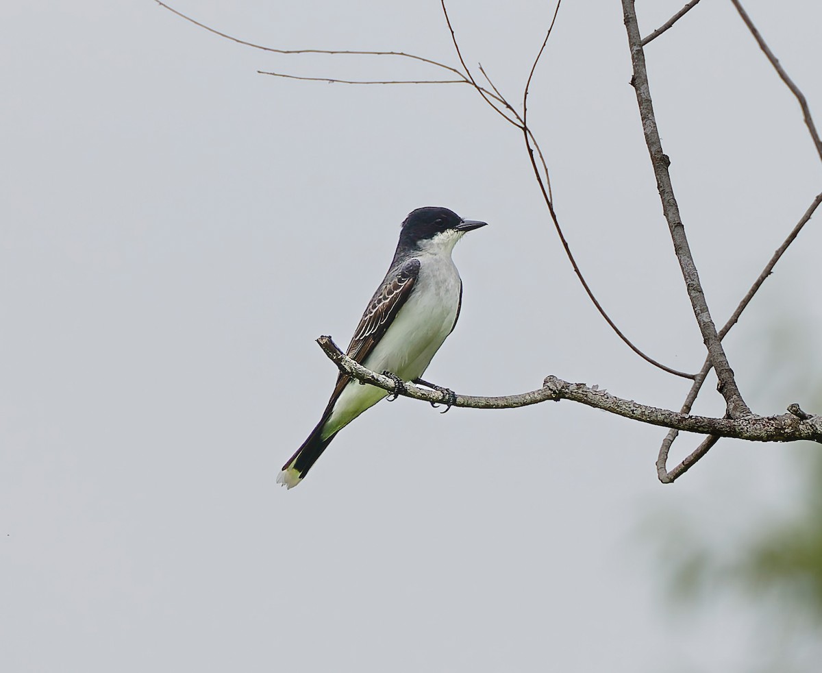 Eastern Kingbird - ML641122814