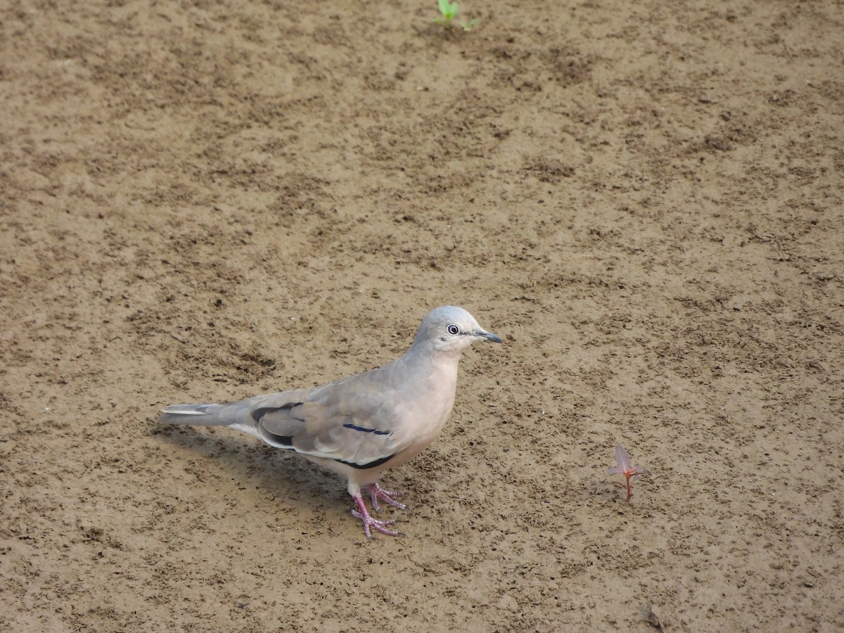 Picui Ground Dove - ML641122828
