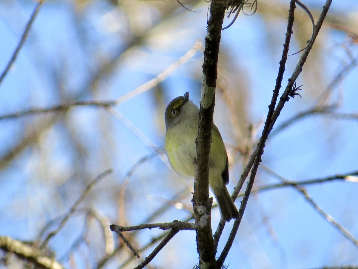 White-eyed Vireo - ML641122841
