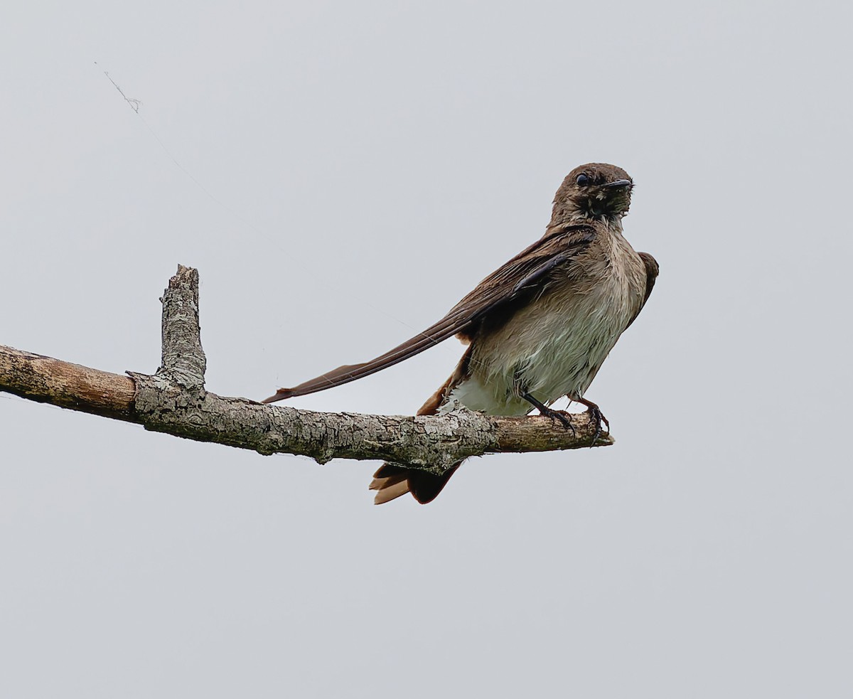 Northern Rough-winged Swallow - ML641122843