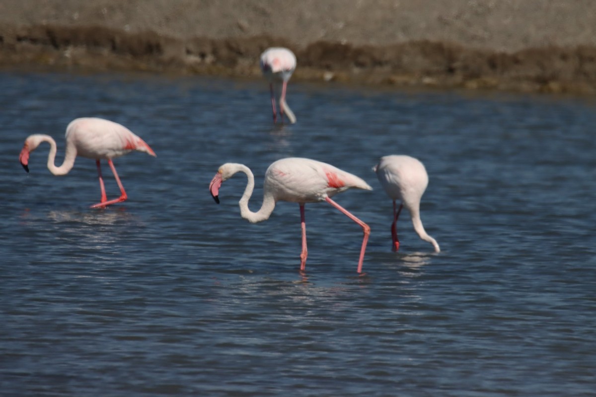 rosenflamingo - ML641122849